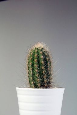 izole kaktüs/sulu tarafsız arka plan önünde