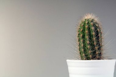 izole kaktüs/sulu tarafsız arka plan önünde