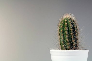 izole kaktüs/sulu tarafsız arka plan önünde