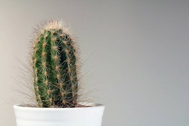 izole kaktüs/sulu tarafsız arka plan önünde