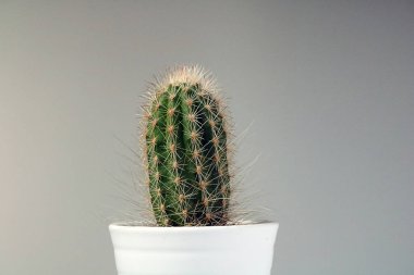 izole kaktüs/sulu tarafsız arka plan önünde