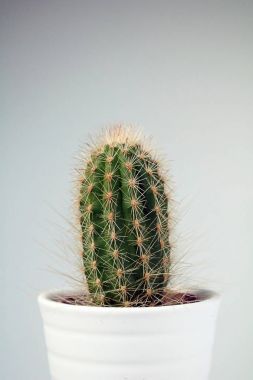 izole kaktüs/sulu tarafsız arka plan önünde