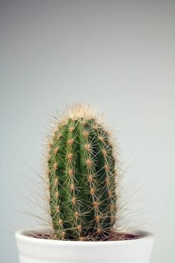 izole kaktüs/sulu tarafsız arka plan önünde