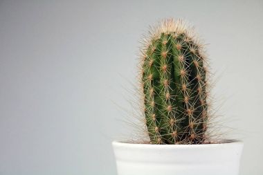 izole kaktüs/sulu tarafsız arka plan önünde