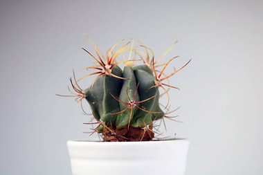 izole kaktüs/sulu tarafsız arka plan önünde