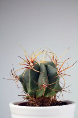 izole kaktüs/sulu tarafsız arka plan önünde