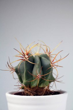 izole kaktüs/sulu tarafsız arka plan önünde