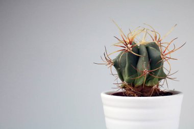 izole kaktüs/sulu tarafsız arka plan önünde