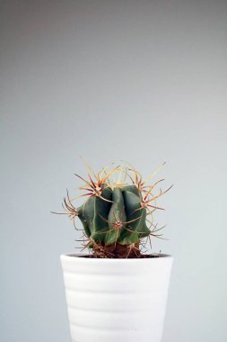 izole kaktüs/sulu tarafsız arka plan önünde