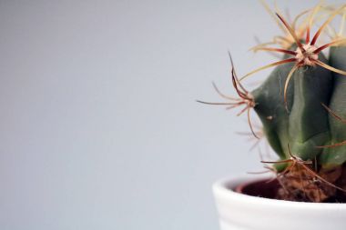 izole kaktüs/sulu tarafsız arka plan önünde