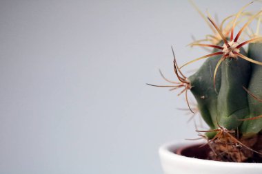 izole kaktüs/sulu tarafsız arka plan önünde