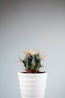 izole kaktüs/sulu tarafsız arka plan önünde