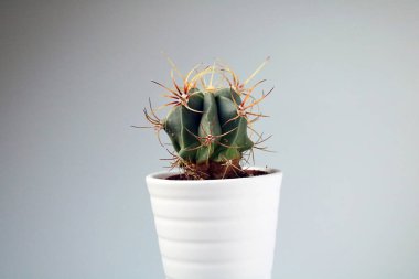 izole kaktüs/sulu tarafsız arka plan önünde