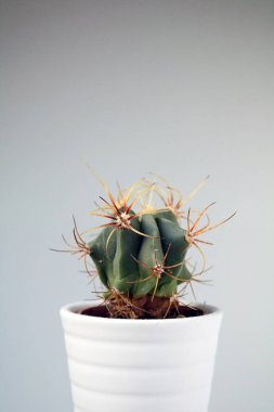 izole kaktüs/sulu tarafsız arka plan önünde