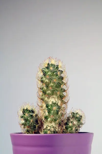 Изолированный кактус / суккулент перед нейтральным фоном — стоковое фото