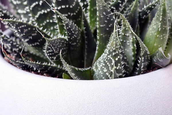 Isolierter Kaktus / Sukkulente vor neutralem Hintergrund — Stockfoto