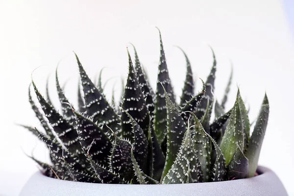 Isolierter Kaktus / Sukkulente vor neutralem Hintergrund — Stockfoto