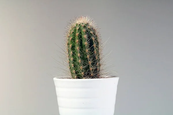 Cactus isolé / succulent devant un fond neutre — Photo