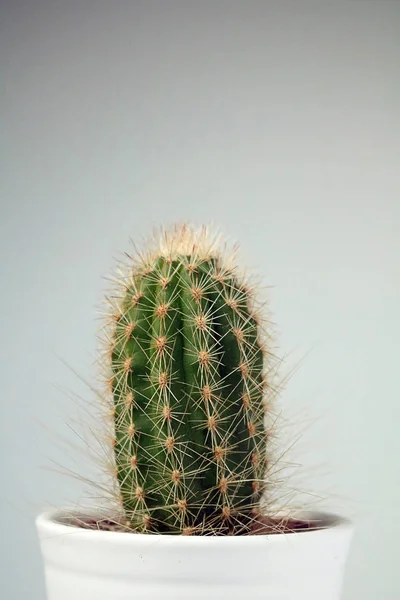 Na białym tle Kaktus/soczyste neutralnym tle — Zdjęcie stockowe