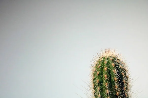 Cactus aislado / suculento delante de fondo neutro —  Fotos de Stock