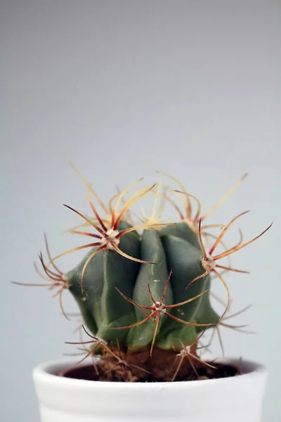 Geïsoleerde cactus/succulente voor neutrale achtergrond — Stockfoto