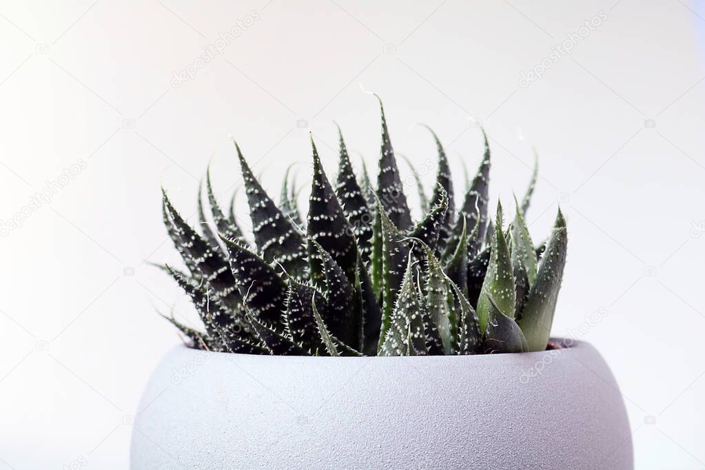 isolated cactus/succulent in front of neutral background