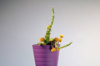 izole kaktüs/sulu tarafsız arka plan önünde