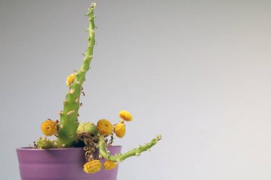 izole kaktüs/sulu tarafsız arka plan önünde