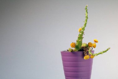 izole kaktüs/sulu tarafsız arka plan önünde