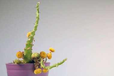 izole kaktüs/sulu tarafsız arka plan önünde