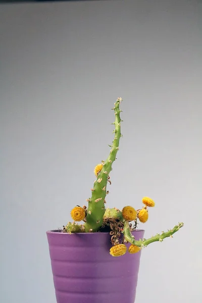 Geïsoleerde cactus/succulente voor neutrale achtergrond — Stockfoto