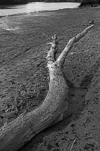 Dramatyczne atmosferę z drzewa spadł na riverbank — Zdjęcie stockowe