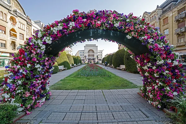 Arreglos florales en Timisoara — Foto de Stock