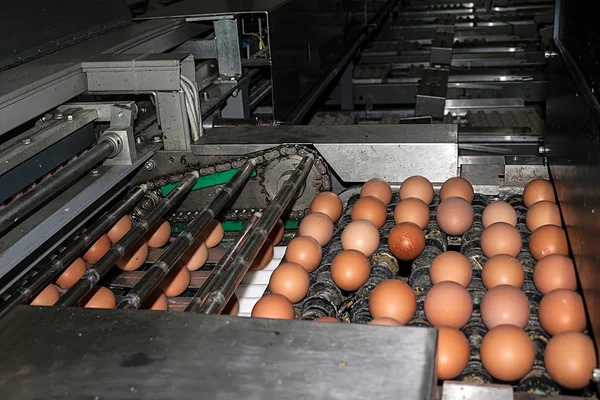 Industrial transport lines for eggs — Stock Photo, Image