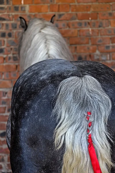 Raça de cavalo com cauda decorada — Fotografia de Stock