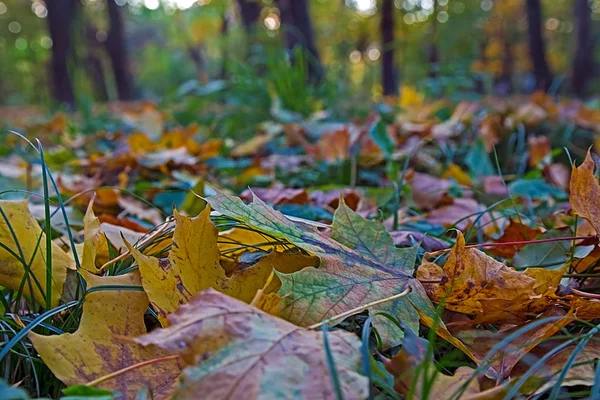 Herfst gebladerte in het forest — Stockfoto