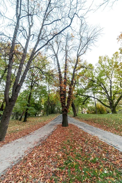 Jesień w parku — Zdjęcie stockowe