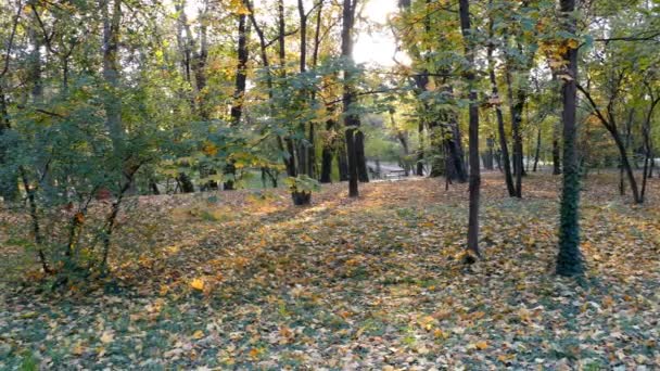 Ruchome tło z jesień natura w nagrań 4 k — Wideo stockowe