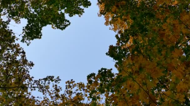 Bewegende achtergrond met de herfst natuur in 4 k-beeldmateriaal — Stockvideo