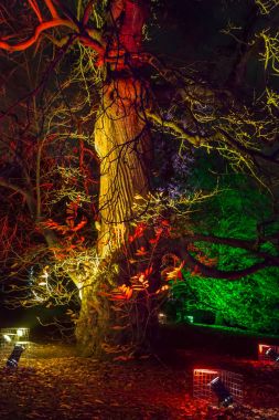 Işıklar Kew Gardens, Londra ile süslenmiş ağaçlar