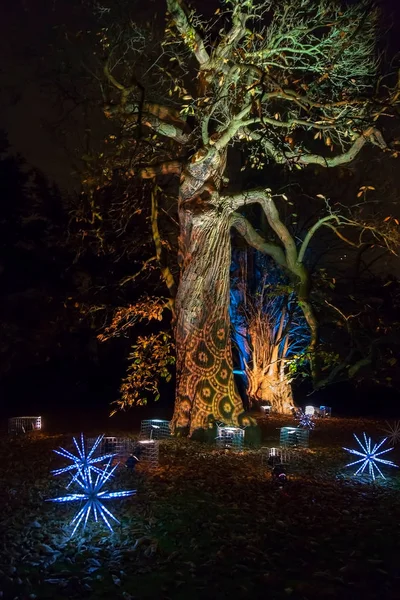 Δέντρα διακοσμημένα με φώτα στο Kew Gardens, Λονδίνο — Φωτογραφία Αρχείου