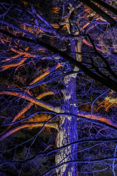 Arbres décorés avec des lumières à Kew Gardens, Londres — Photo