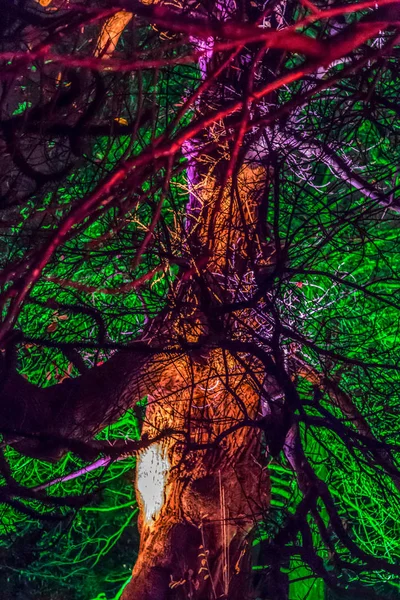 Alberi decorati con luci a Kew Gardens, Londra — Foto Stock