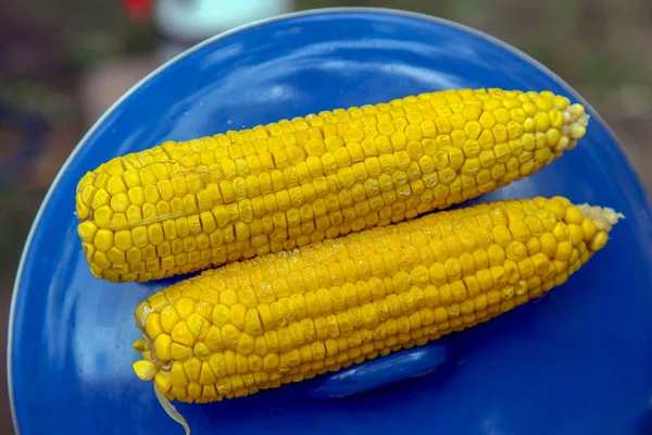 Yellow boiled corn cobs — Stockfoto