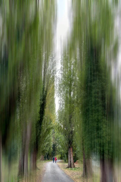 Para spaceru na alejce w lesie z wysokich drzew — Zdjęcie stockowe