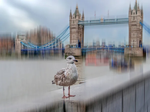 Sfocatura di movimento con Tower Bridge, Tamigi e un gabbiano — Foto Stock