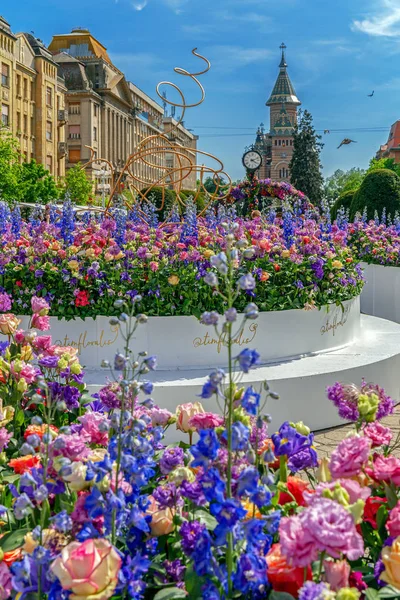 Schöner Blumenschmuck in Timisoara, Rumänien — Stockfoto