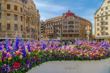 Timisoara, Romanya güzel çiçek dekorasyon