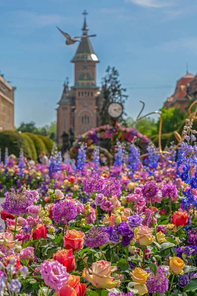 Schöner Blumenschmuck in Timisoara, Rumänien — Stockfoto