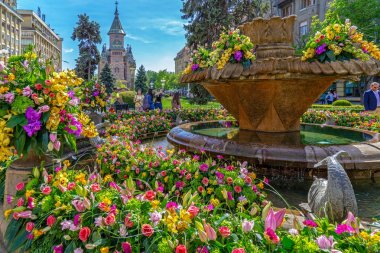 Timisoara, Romanya güzel çiçek dekorasyon